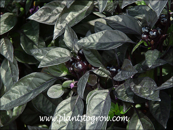 Black Pearl Ornamental Pepper (Capsicum annuum) 
The dark purple almost black cherry-like fruit.